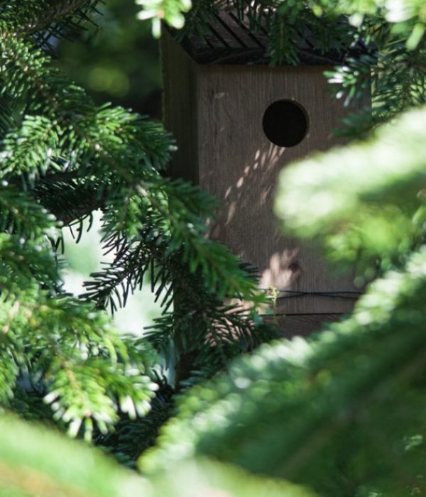 The limiting factor, when deciding where to position bird nesting boxes, may well be the features in your garden.