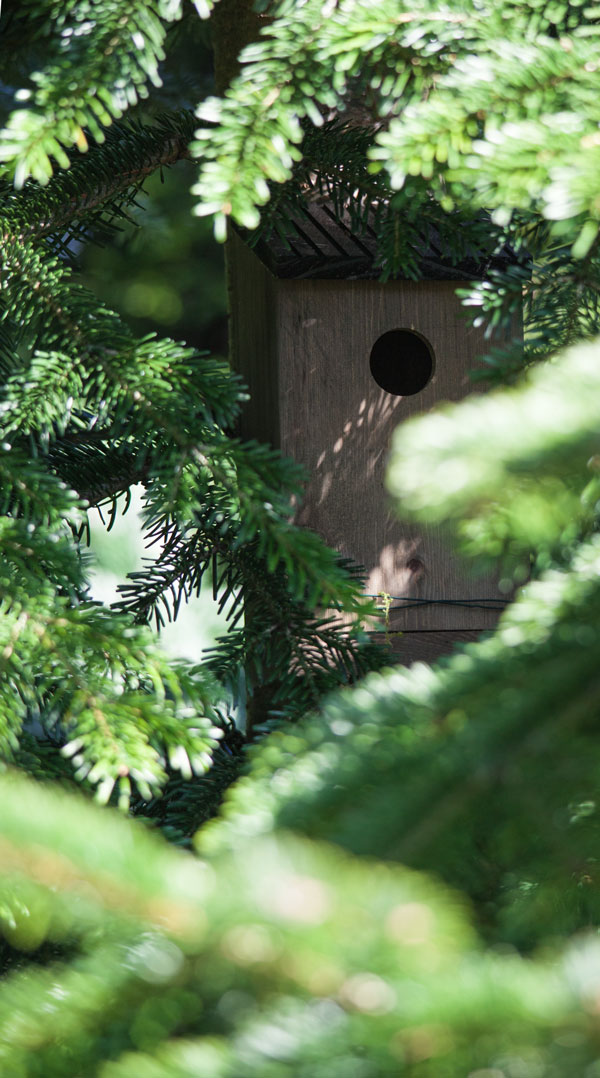 bird nesting boxes in trees