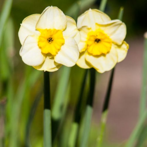 Daffodils are a sure sign that spring has sprung and there is nothing more uplifting that the glowing sight of daffodils in full bloom.