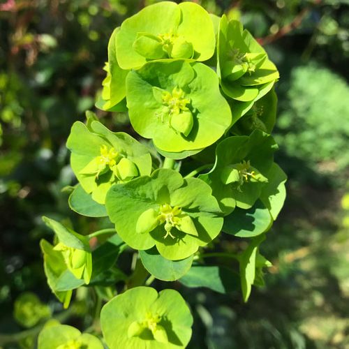 Euphorbia Robbia – Euphorbia amygdaloides var. robbiae also known as ‘Mrs Robbs Bonnet’ is an interesting flowering plant for the borders.