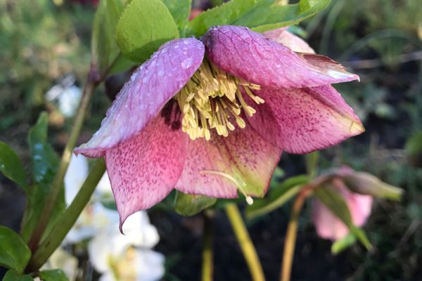 Hellebores are flowers that really brighten up your garden in those very early months in the year when there is not a lot going on and little colour to smile about.