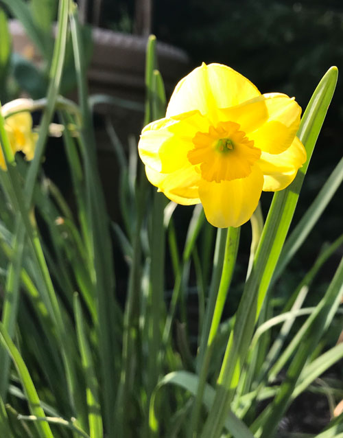 miniature daffodil Jonquilla SUN DISC