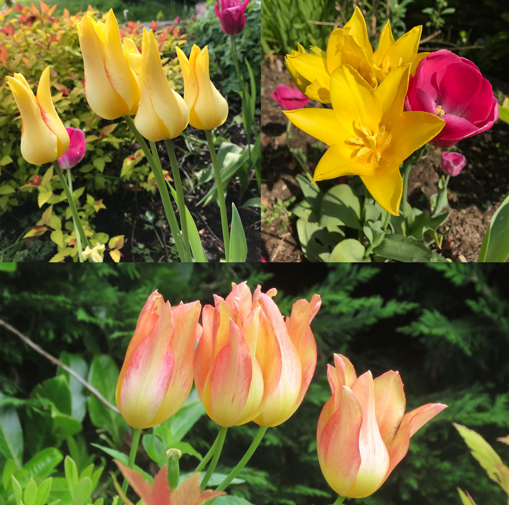 yellow tulips changing colour