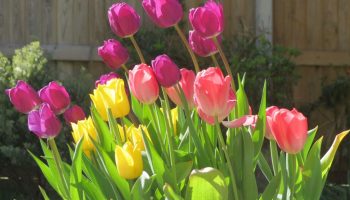 Multi-coloured-bakker-tulips