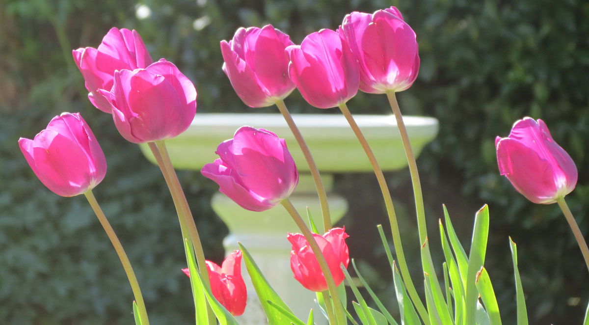 pink bakker tulips