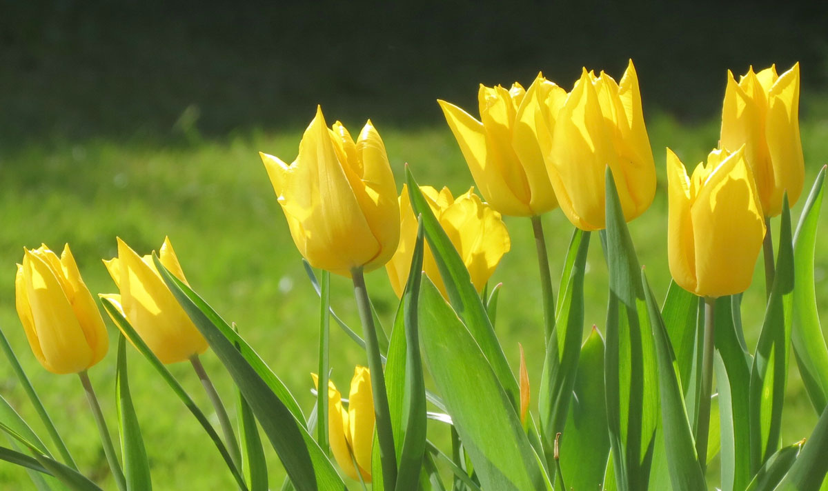 bakker tulips netherlands yellow
