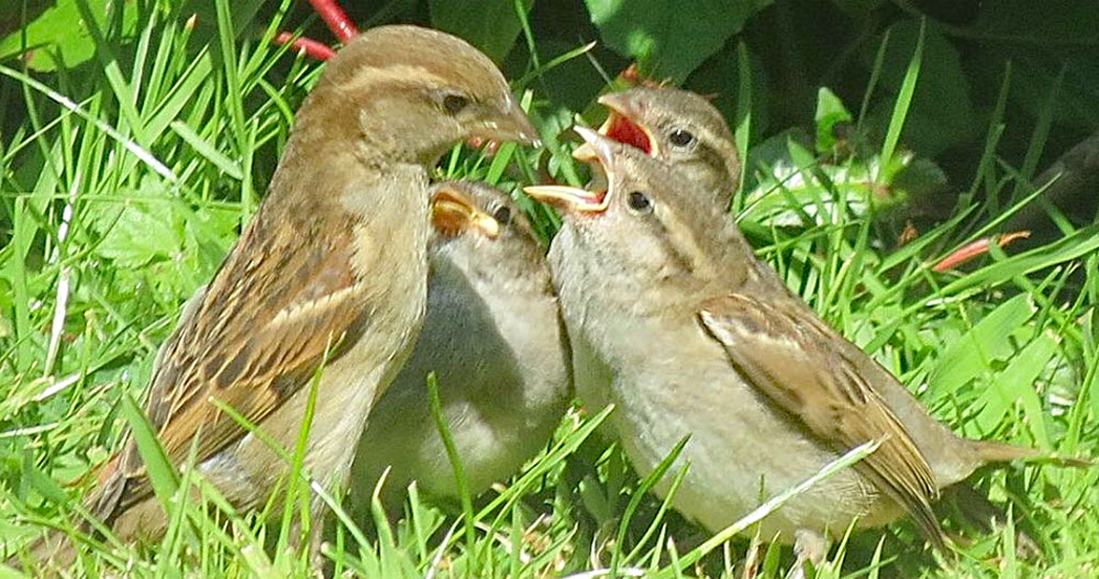 mother feedin g baby house sparrows