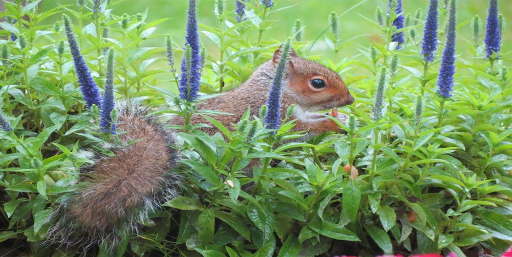squirrels - natural wildlife in the garden