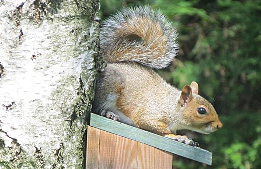 squirrel on bird box