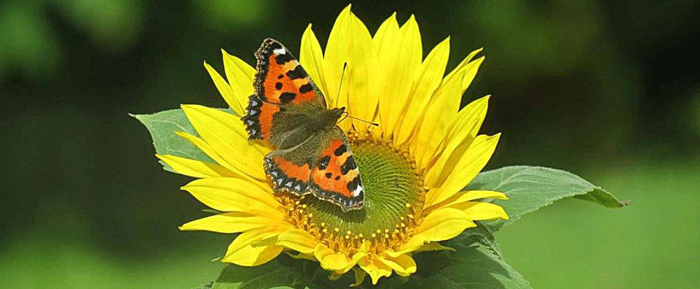 tortoiseshell butterfly on sunflower