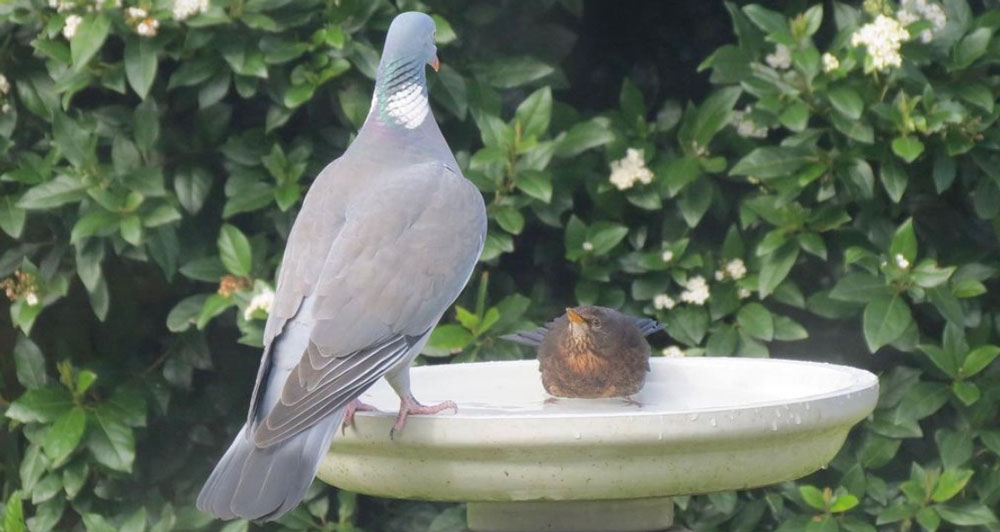wood pigeon and blackbird at the birdbath