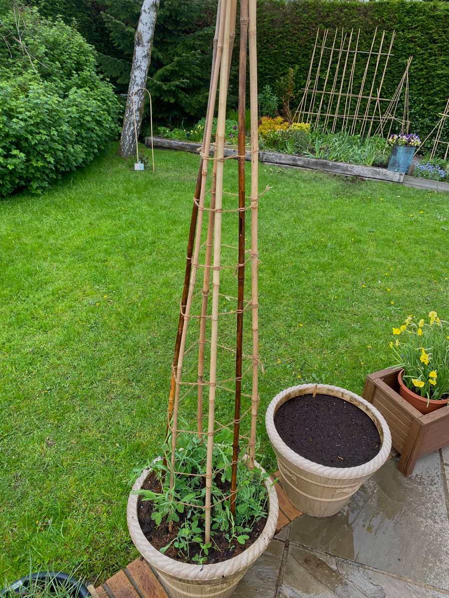 larger sweet pea container