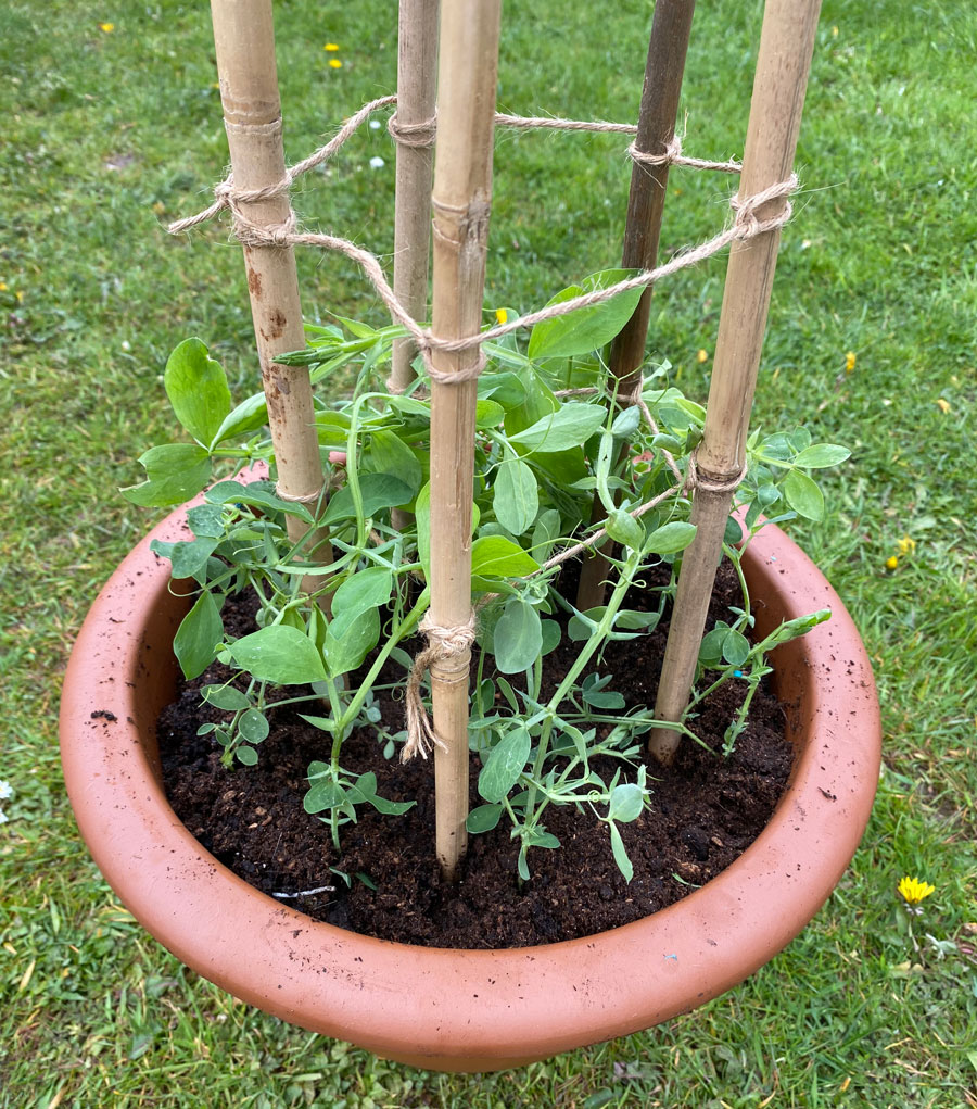 sweet peas push plants into centre