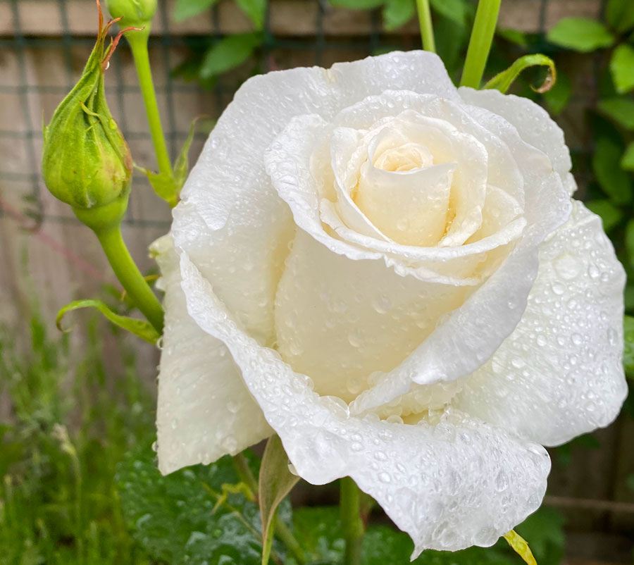 silver. wedding rose