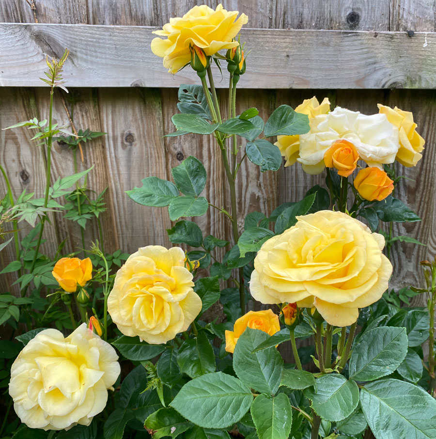 more flowers everywhere - yellow roses