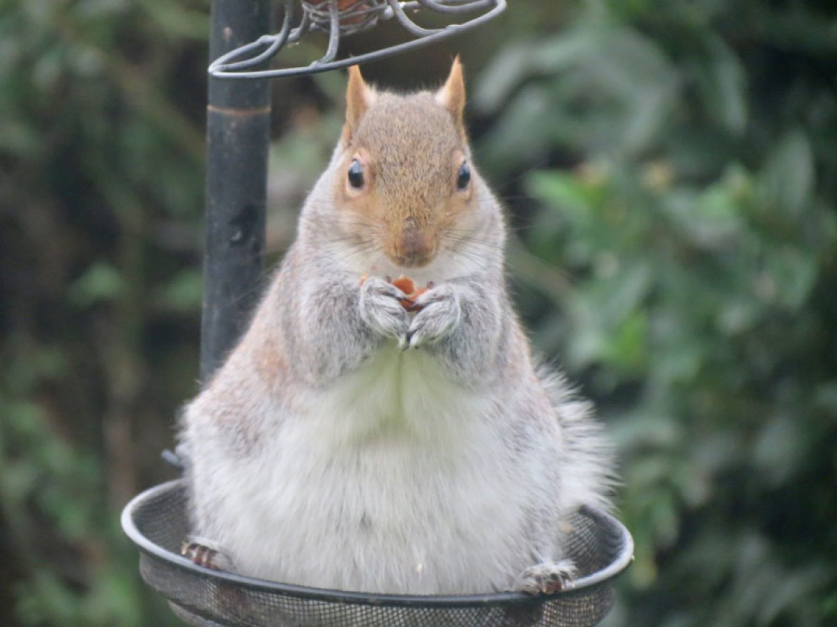 What do squirrels eat?  Almost anything. They forage for whatever foodstuff they can find and hoard it for later. But just because they will eat almost anything doesn’t mean they should.
