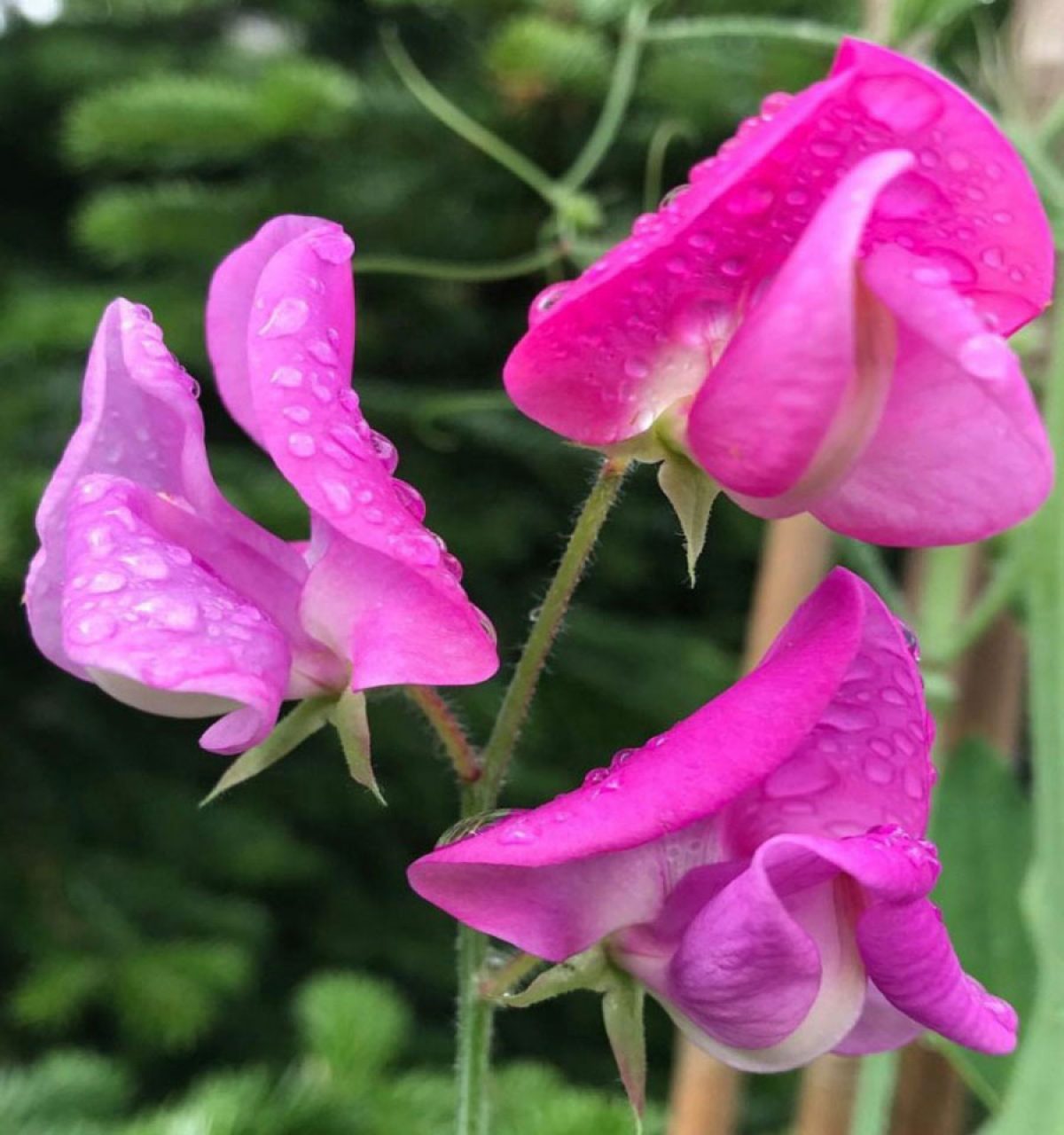 If there is one flower, in a delightful multitude of stunning colours, that rises above the rest it has to be the sweet pea.