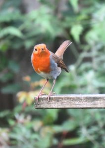 Robin on bird table