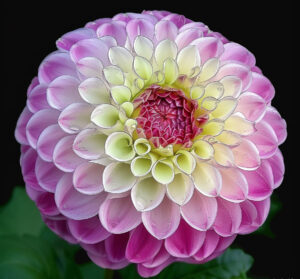 dahlia pom pom