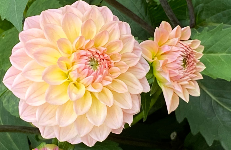 tangerine dahlia